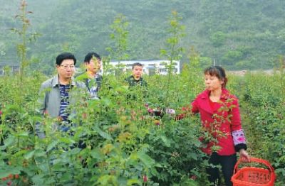 县移民局局长李铁国（左一）深入枫树坑库区玫瑰花基地调研。（本文图片由县移民局提供）