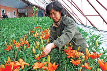 工作人员正在为百合花进行养护管理