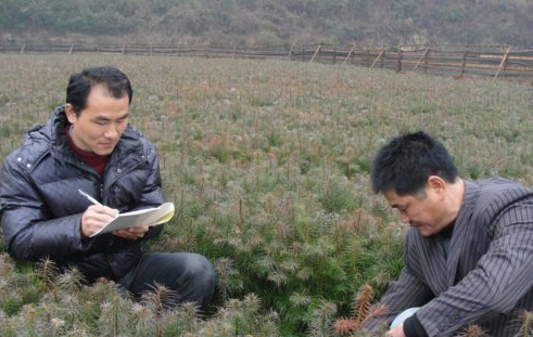 安福县陈山林场技术人员在苗圃检查苗木长势