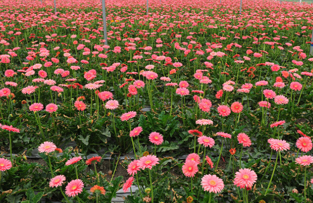 鲜切花基地（资料图）