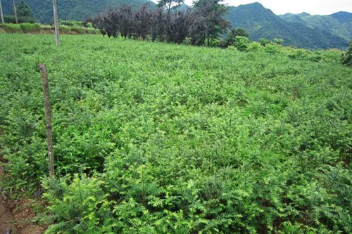 小花卉助贫困村发家致富（资料图）