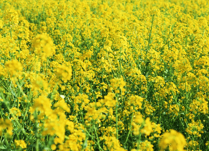 油菜花（资料图）