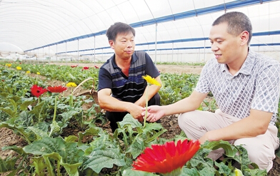 林寿辉:不一样的鲜切花种植路