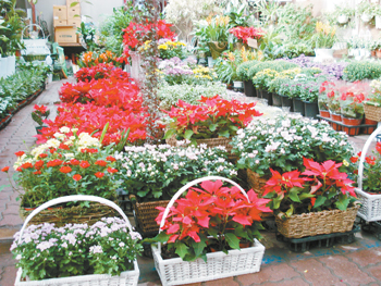 赤峰天虹花卉市場