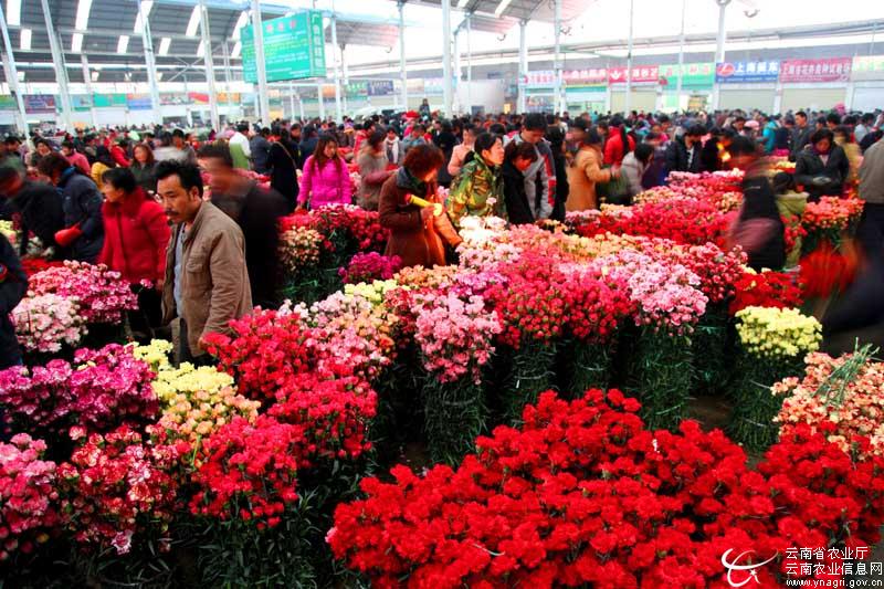 云南昆明斗南花卉市场