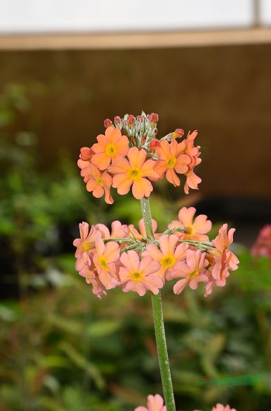 昆明植物所報春花研發成果豐碩 三個新品種獲省級授權