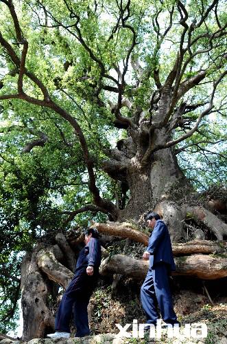 3月25日,在福建省尤溪縣洋中鎮龍洋村,兩位村民從