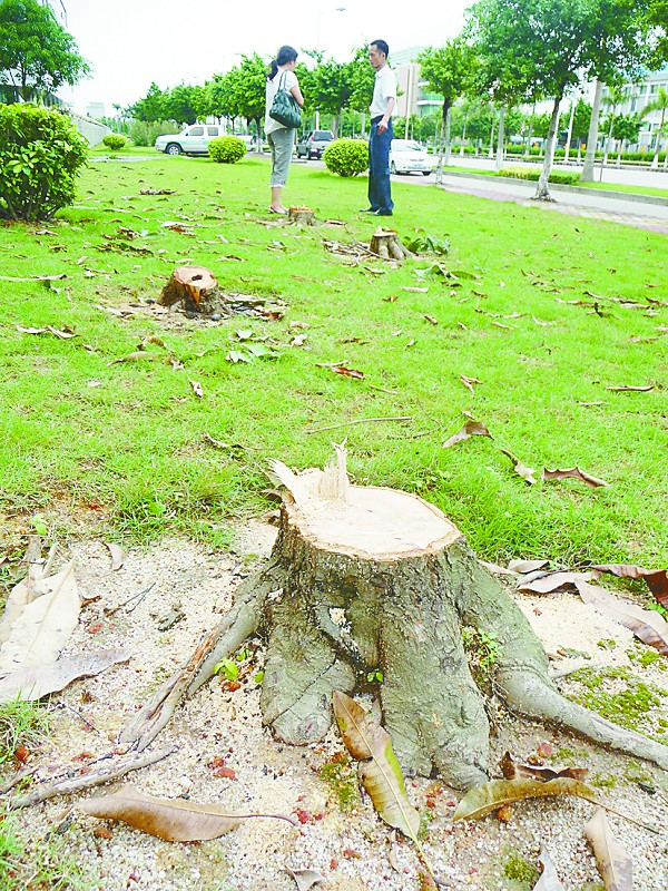 珠江:门诊部擅自砍掉门前6棵树 自称为防病人花粉过敏