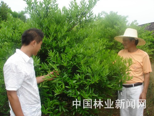江西省安福县发展花卉苗木种植业激活林场经济（图）