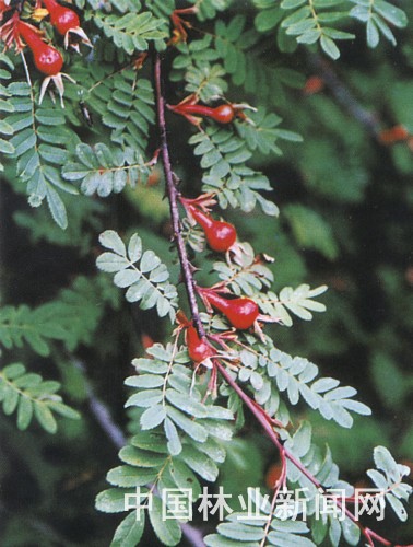 现已查明的野生植物资源有187科738属1544种,野生动物24目73科276种.