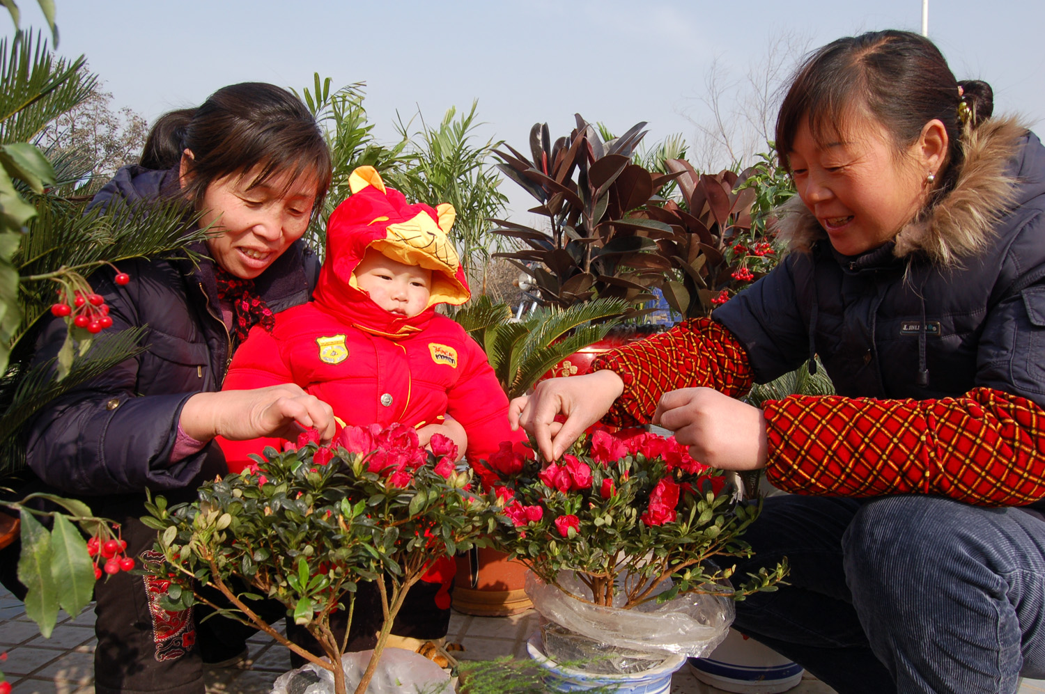 河南温县春节到鲜花销售俏图