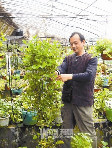 济宁市各地不断加大对苗木花卉业的扶持力度