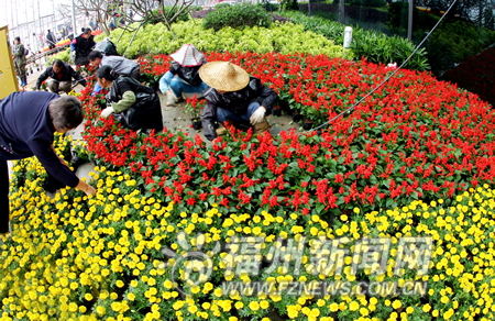 11日,海峽國際會展中心主會場廣場上,各色鮮花已經基本擺放到位