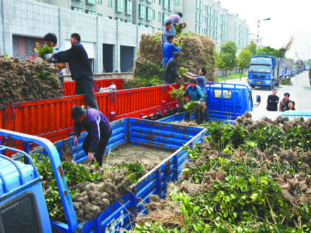 浙江蕭山:新街苗木銷售火爆 每天能賣200萬元