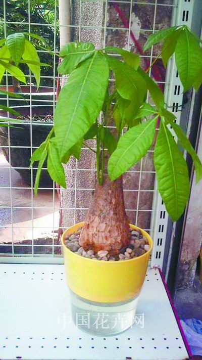 双层聚水花盆 轻松栽培花卉（图）