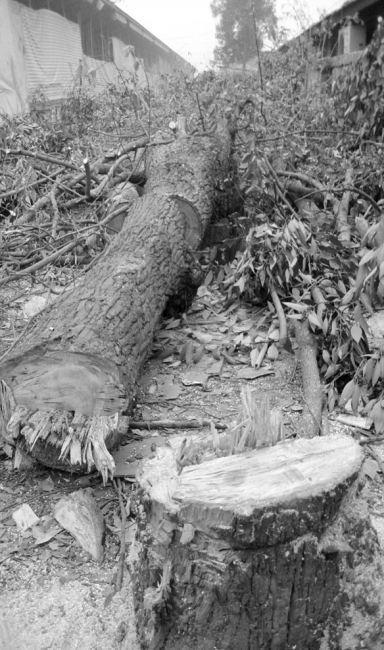 成都:大树被砍 园林部门不知情