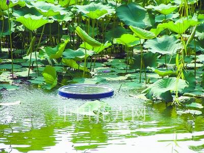 碧水浮改善水质为水景添活力