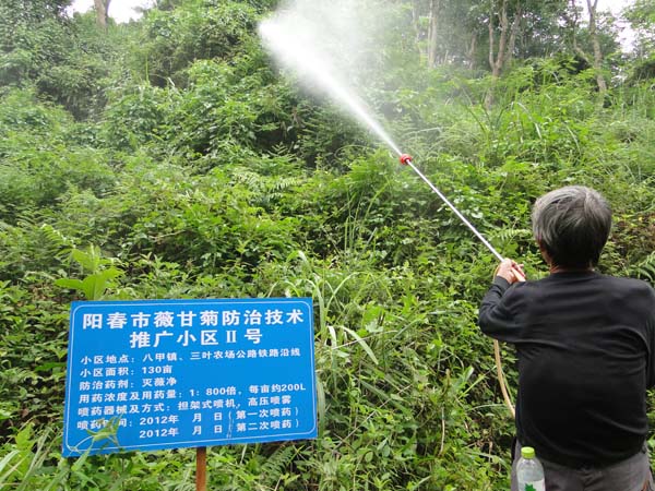 阳春市开展林业有害生物薇甘菊防治工作