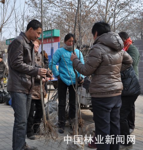 河南：中牟“哄抢”苗木搞绿化 打造宜居宜业生态区