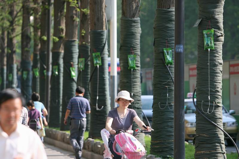 南京：水杉“打点滴”补充营养（图）
