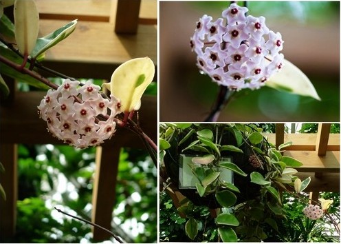 上海植物園:奇特球蘭盛花 紅粉兩色惹人愛