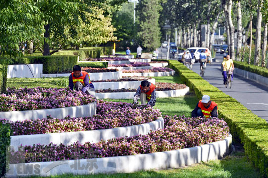 9月12日,北京市东城区园林局绿化队工人在东二环摆放花卉