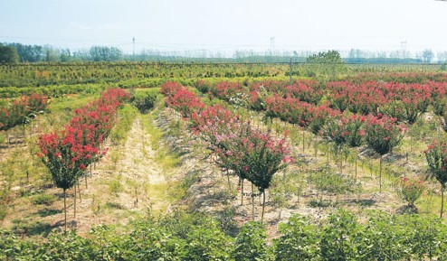 安徽:苗木之乡 绿色肥西