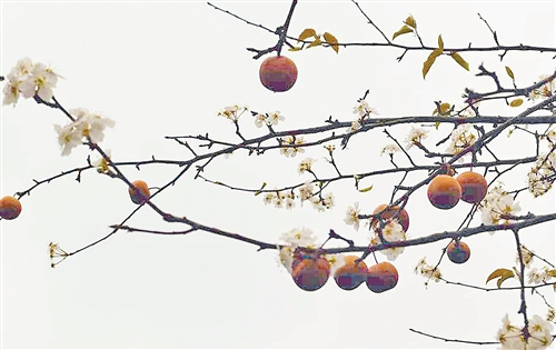 重庆：彭水自治县花果同树人称奇