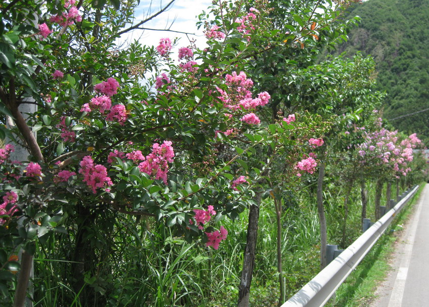 公路绿化花卉品种图片