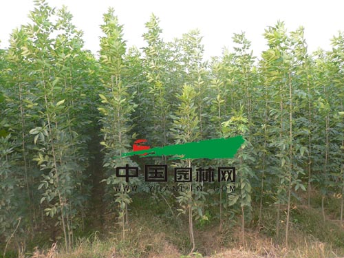 园蜡二号销售遇冷 仅因为存圃量过多么？