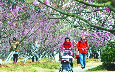 安徽:合肥第十三届梅花节28日开幕