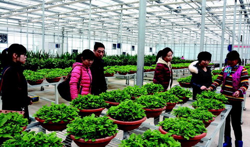 陕西：高陵县药惠现代农业示范园花卉植物竞相绽放