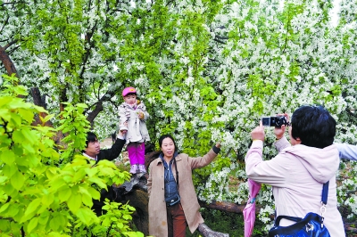 北京官厅水畔海棠花开迎客来（图）