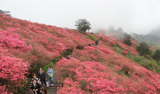 湖北:麻城龜峰山10萬畝古杜鵑盛放