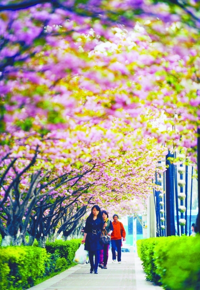 江蘇:南京再現一條櫻花大道(圖)_園林景觀