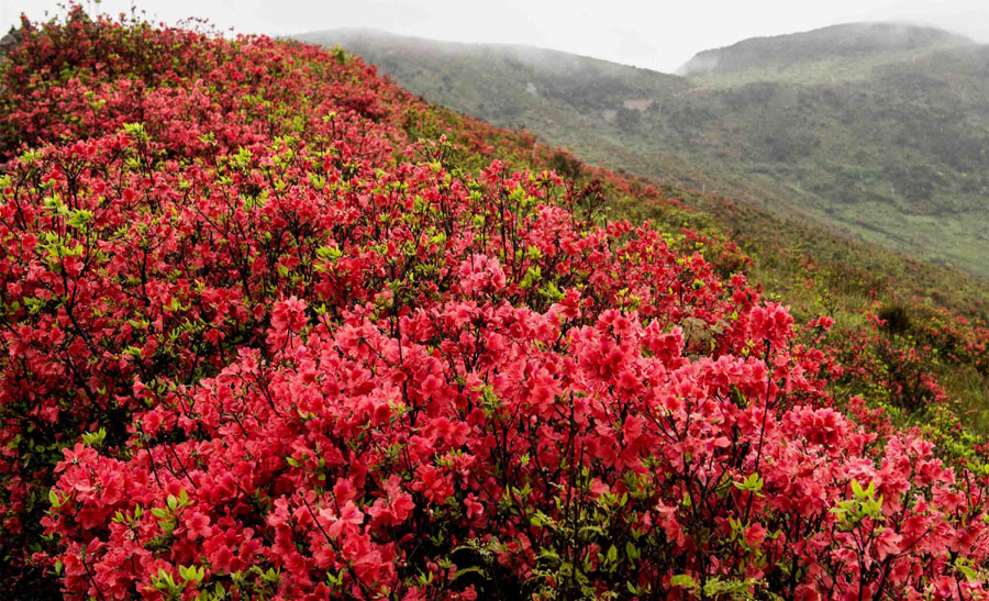 雷雨中高岗山上含苞绽放的杜鹃花,令游客顿觉心驰神往