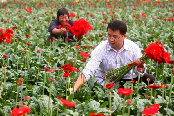 山东临沂:鲜切花种植助农致富