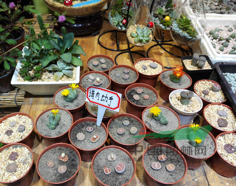 “高大上”鲜切花不敌绿植盆栽“巧呆萌”