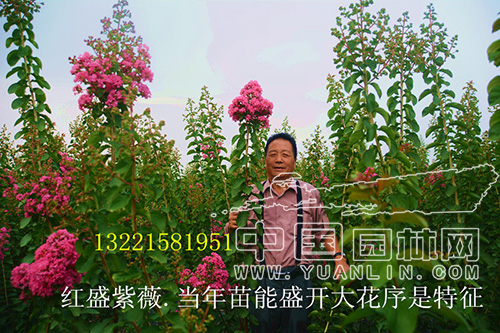 红盛花木合作社的荣誉之路
