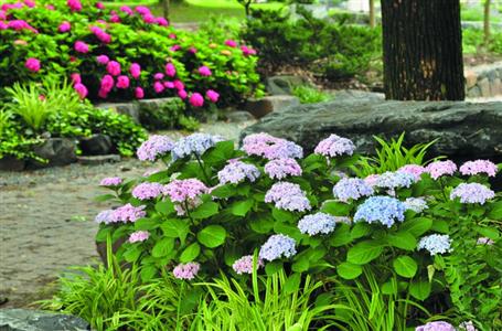 八仙花开花团锦簇 快去辰山植物园接“绣球”吧