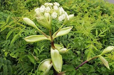 爱花草的你《离骚》里的花草知晓多少呢?