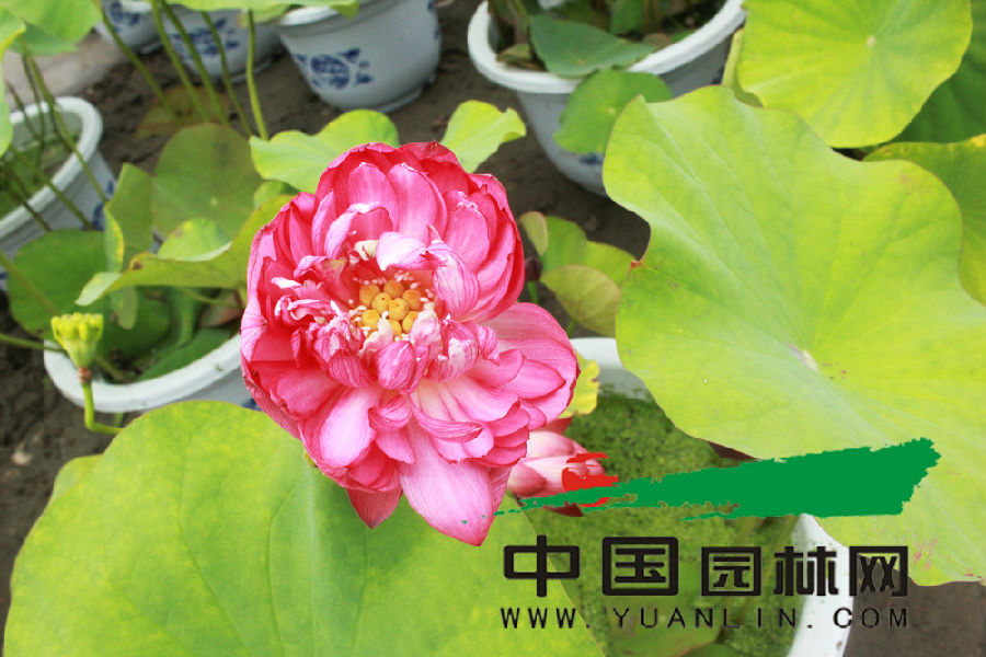 水生植物实力偶像兼具 成水环境净化新宠儿