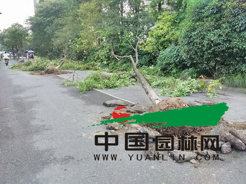 杭州：新塘路道路改造 两旁香樟被移走