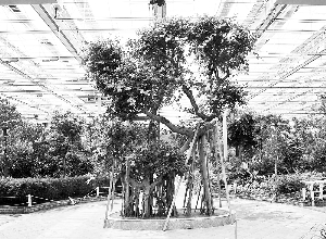 长春农博会：世界农业风情园植物长势喜人