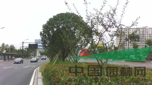 杭州：萧山区市心北路大道绿化呈现一道靓丽景观