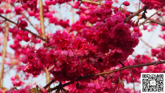 台湾牡丹樱花 新优彩叶苗木品种 将引爆樱花观赏新潮流