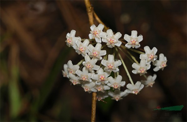 花形奇特、晶莹剔透卷边球兰（供图：廖勤昌）.jpg