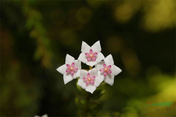 中国新记录物种恩格勒球兰（供图：丁洪波）.jpg