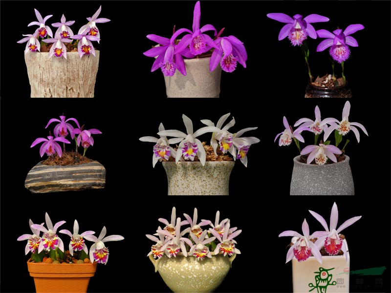 研究团队培育的不同花色品种的独蒜兰新品种.jpg