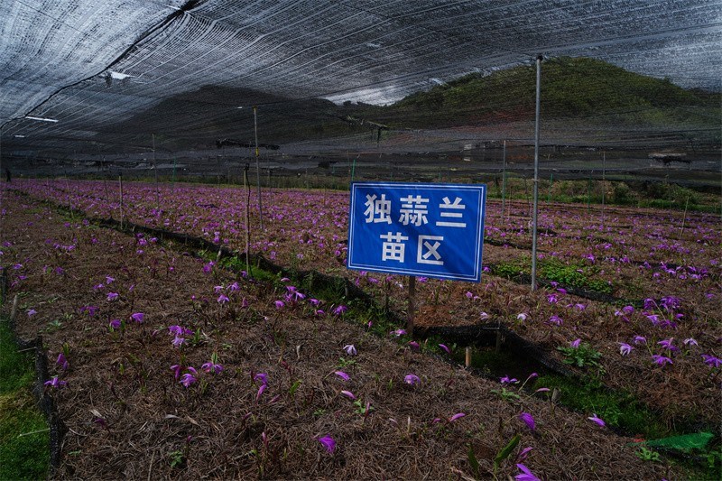 独蒜兰的人工繁育和规模化种植.jpg
